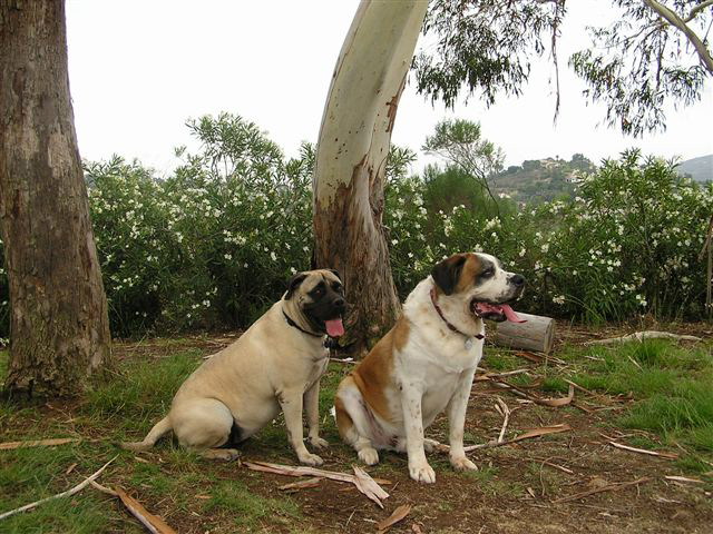 Bullmastiff mixed best sale with saint bernard